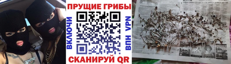 МЕГА зеркало  Задонск  darknet телеграм  Псилоцибиновые грибы GOLDEN TEACHER 